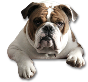 A bulldog laying down